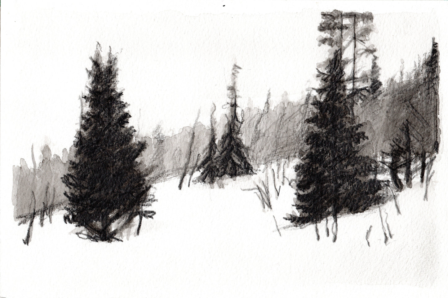 Firs, Are, version B (2016)