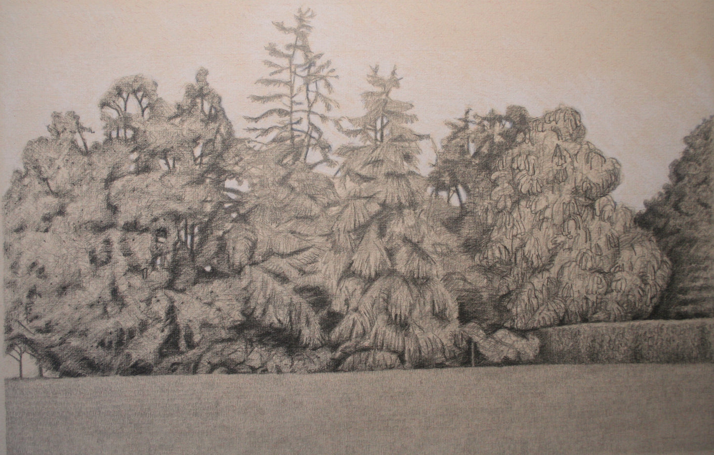 Line of Trees, Ruthin Castle (2015)